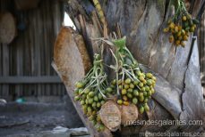 Le bétel : une plante sacrée à usage curatif