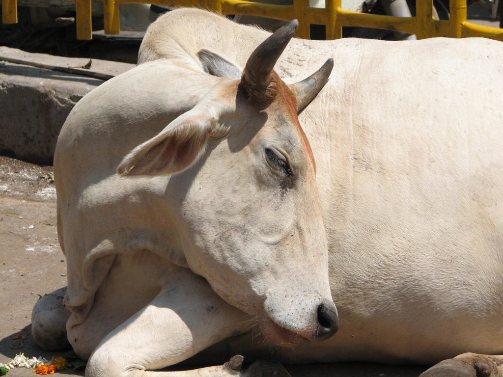 vache-hindou