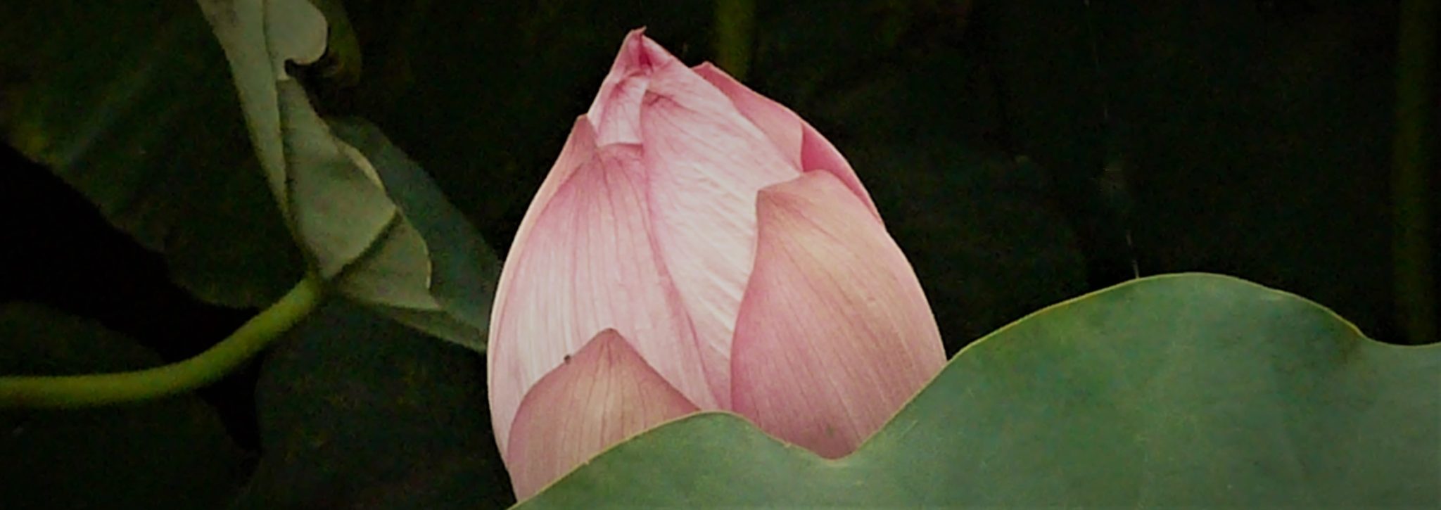 Lotus Utpala Ashtamangala Vajrayana 