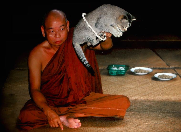 chat bouddha bouddhisme signification